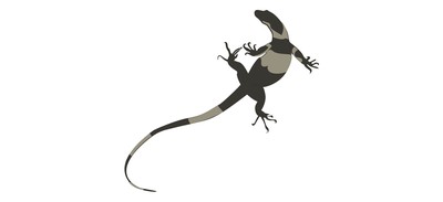 Image for Lizard Agamidae Wild Animal Cricut SVG Design