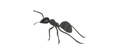 Image for Ants Dorylus Insect Cricut SVG Design