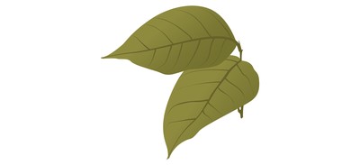 Image for Birch Leaves Leaves Autumn Leaves Cricut SVG Design