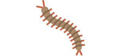 Image for Free Centipede Bug Insect Cricut SVG Design