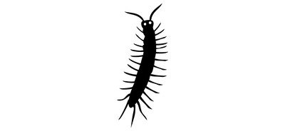 Image for Centipede Insect Pest Cricut SVG Design