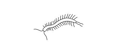 Image for Centipede Arthropod Insect Cricut SVG Design