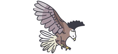 Image for Eagle Bald Cockatoo Cricut SVG Design