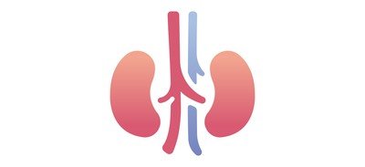 Image for Kidneys Internal Organ Human Cricut SVG Design