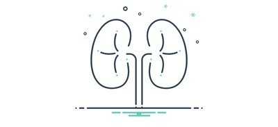 Image for Free Kidneys Disease Transplant Cricut SVG Design