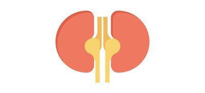 Image for Kidneys Anatomy Renal Cricut SVG Design