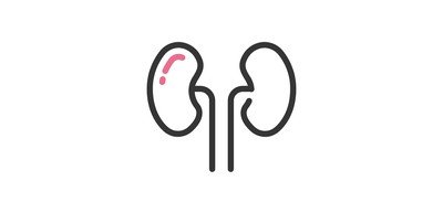 Image for Kidneys Vital Organs Internal Organ Cricut SVG Design