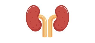 Image for Kidneys Organ Body Cricut SVG Design