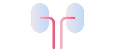 Image for Kidney Organ Anatomy Cricut SVG Design