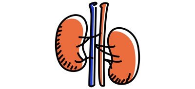 Image for Kidneys  Cricut SVG Design