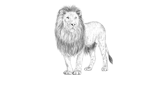 Image for Lion Wild Animal Living Organism Cricut SVG Design