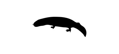 Image for Newt Lizard Salamander Cricut SVG Design