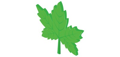 Image for Maple Leaf Leaf Tree Leaf Cricut SVG Design