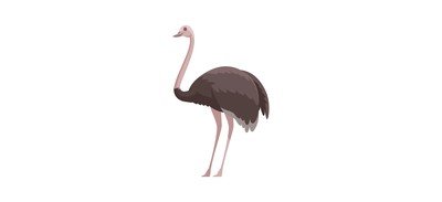 Image for Free Ostrich Bird Emu Cricut SVG Design