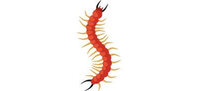 Image for Pest Control Centipede Cricut SVG Design