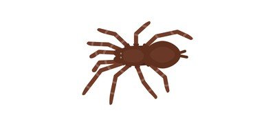 Image for Baboon Spider Insect Cricut SVG Design