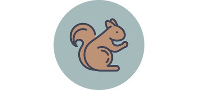 Image for Squirrel Animal Autumn Cricut SVG Design