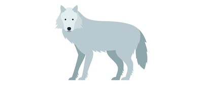 Image for Wolf  Cricut SVG Design